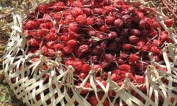 ۱۰ تن چای ترش از اراضی «بمپور» برداشت شد