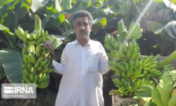 کشاورزی سواحل مَکُّران ظرفیتی مهم در تحقق جهش تولید