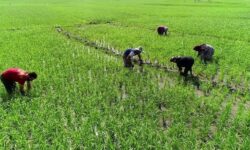 جابری: مستند «تماشای بهار» حاوی اطلاعاتی از آداب رسوم فرهنگ مناطق مختلف ایران است/ ارائه اطلاعات در کنار تصویر، موجب خلق اثری درخور مخاطب می‌شود