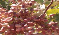 برداشت پسته ۴ هزار هکتار از باغات زاهدان آغاز شد