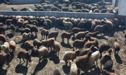 پرورش دام یکی از اولویت های اشتغالزایی در روستاها و مناطق عشایری است