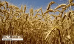 افزایش چند برابری سطح کشت پاییزه گندم وجو در شهرستان دلگان