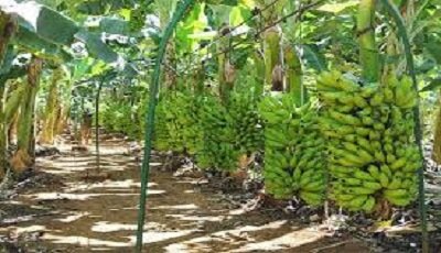 سیستان و بلوچستان فرصتی برای خودکفایی کشور در تولید موز