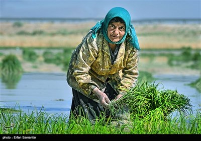 ورشکستگی آبی ایران” بهای گزاف عدم اصلاح الگوی کشت