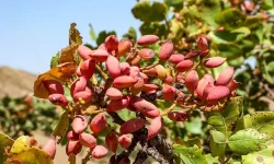 هشت هزار تن پسته در سیستان و بلوچستان برداشت شد